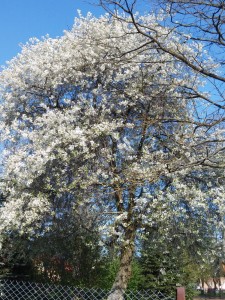 20160505_081626_zmień rozmiar